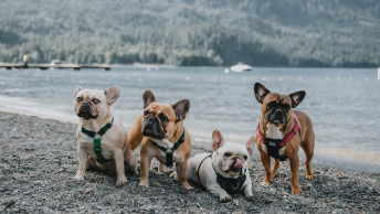 Four bully dogs sitting on the sand at the beach