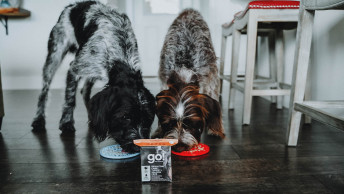 German Wirehaired Pointer dogs eating GO! SOLUTIONS wet food off lick mat