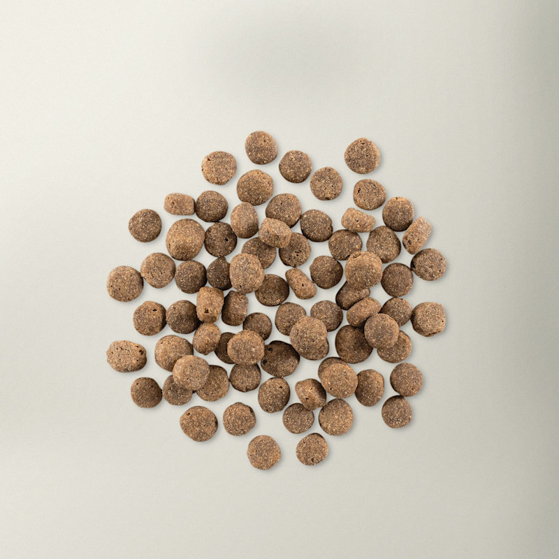 Now Fresh senior dog food kibble