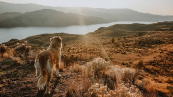 Golden Retriever dog looking over valley