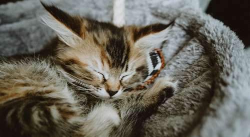 Kitten sleeping in cat hammock
