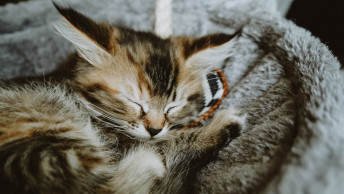 Kitten sleeping in cat hammock