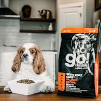 Cavalier King Charles Spaniel sitting at kitchen table with bowl of GO! SOLUTIONS SKIN + COAT CARE Salmon Recipe with Grains for Dogs dry food