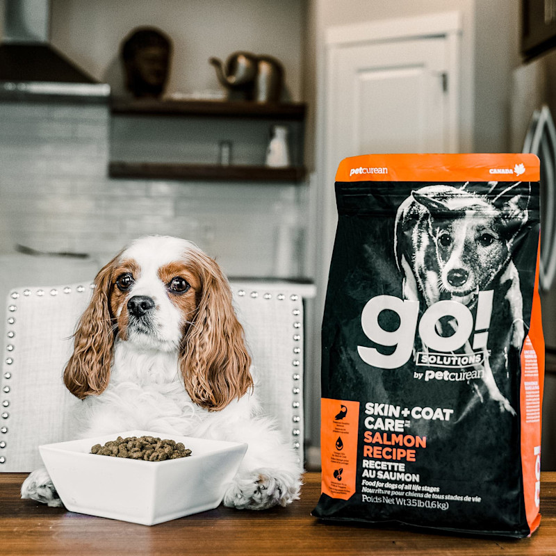 Cavalier King Charles Spaniel sitting at kitchen table with bowl of GO! SOLUTIONS SKIN + COAT CARE Salmon Recipe with Grains for Dogs dry food