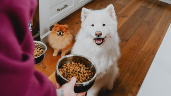 Two dogs being given bowls of kibble