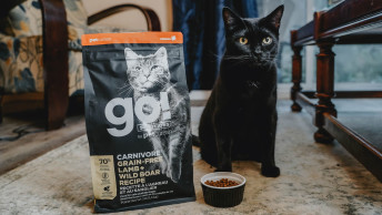 Small black cat about to eat food beside GO! kibble bag and bowl