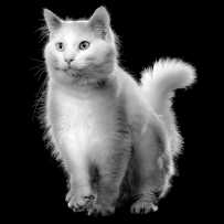 White cat against black background