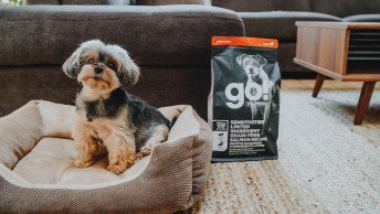 Small breed dog sitting in bed beside GO! SENSITIVITIES Limited Ingredient Small Bites Salmon Recipe