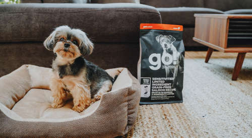 Small breed dog sitting in bed beside GO! SENSITIVITIES Limited Ingredient Small Bites Salmon Recipe