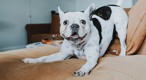 Bulldog on couch in play bow stance