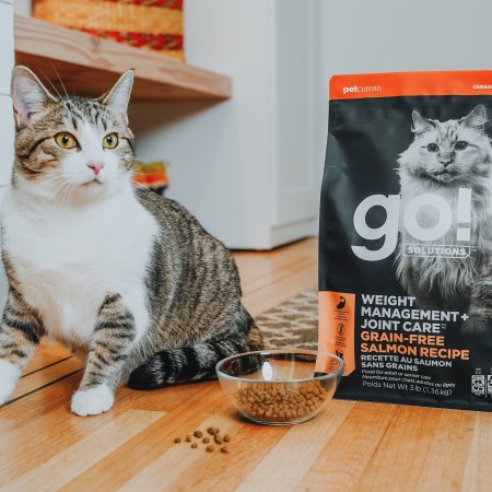 Cat with bowl of Go! Solutions Weight Management + Joint Care Salmon recipe kibble