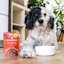 Dog with Now Fresh Beef & Rice Dinner wet dog food