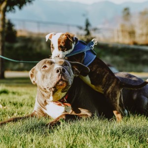 Puppy climbing on adult dog