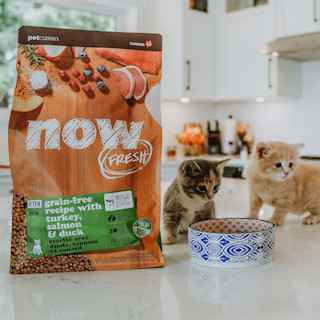 Kittens on counter beside bowl and bag of NOW FRESH kibble