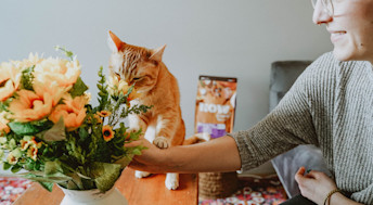 Cat sniffing flowers in vase on table
