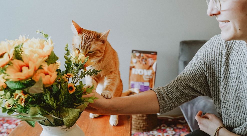 Cat sniffing flowers in vase on table