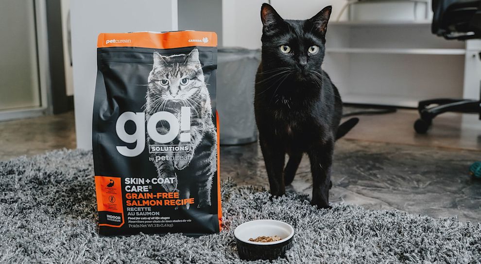 Black cat beside bag of Go! Solutions kibble