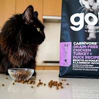 Black cat on kitchen counter with GO! SOLUTIONS CARNIVORE Grain-Free Chicken, Turkey + Duck Recipe dry food