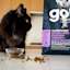 Black cat on kitchen counter with GO! SOLUTIONS CARNIVORE Grain-Free Chicken, Turkey + Duck Recipe dry food