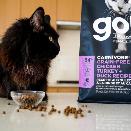 Black cat on kitchen counter with GO! SOLUTIONS CARNIVORE Grain-Free Chicken, Turkey + Duck Recipe dry food