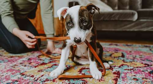 Puppy on rug with leash in mouth