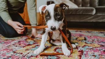 Puppy on rug with leash in mouth