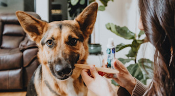 German Shepherd dog getting its teeth brushed