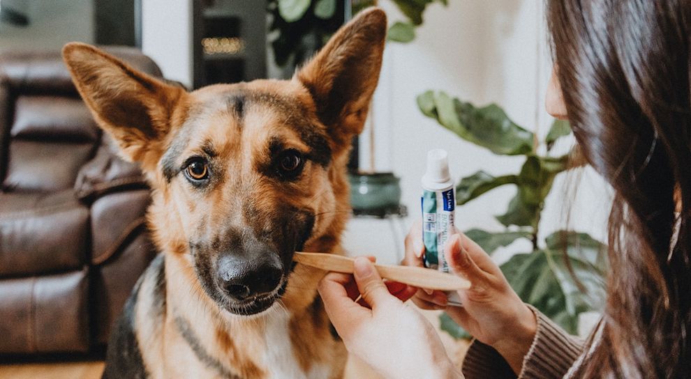 German Shepherd dog getting its teeth brushed