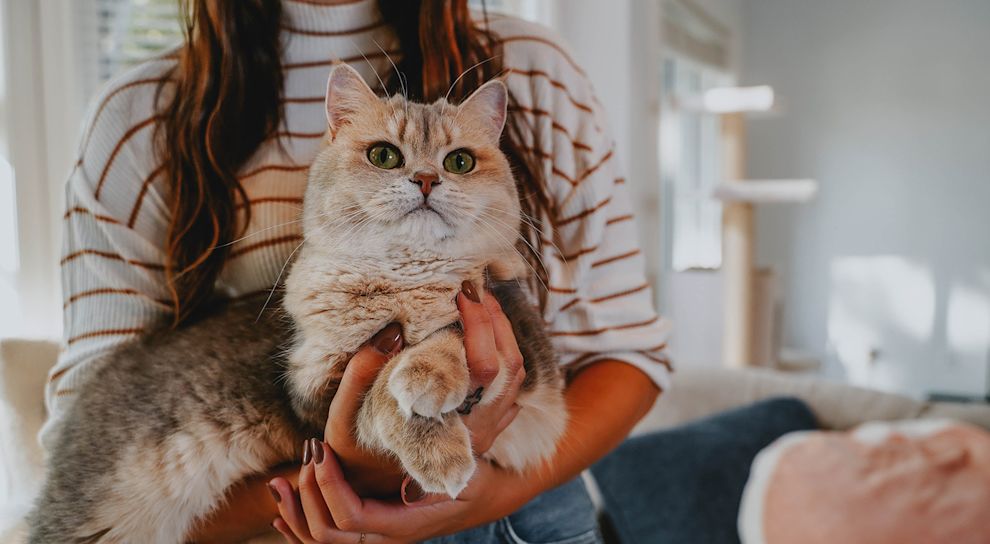 Cat being held