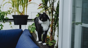 Black and white cat walking on patio set outside