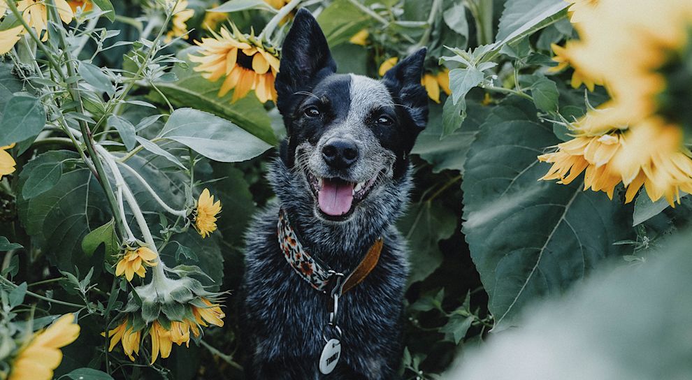 Blue Heeler dog in sunflower field