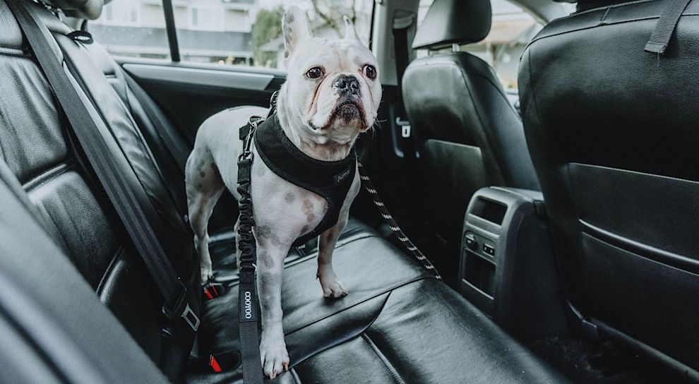 Dog in backseat of car