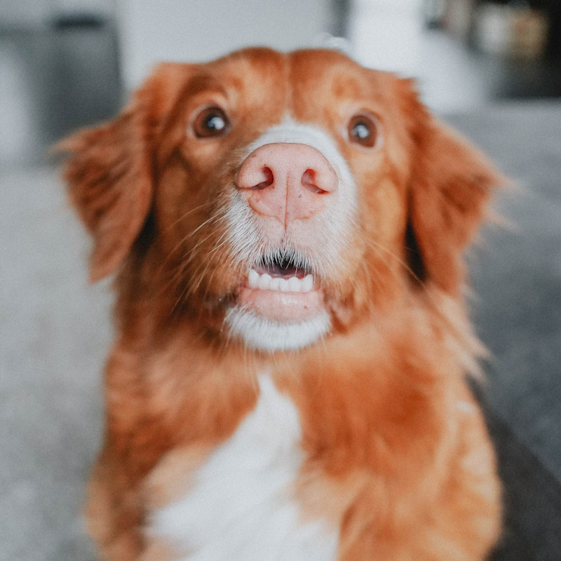 Closeup of Nova Scotia Duck Tolling Retriever