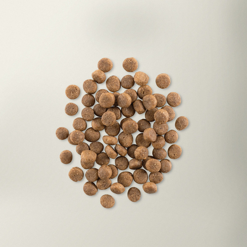 Now Fresh puppy food kibble