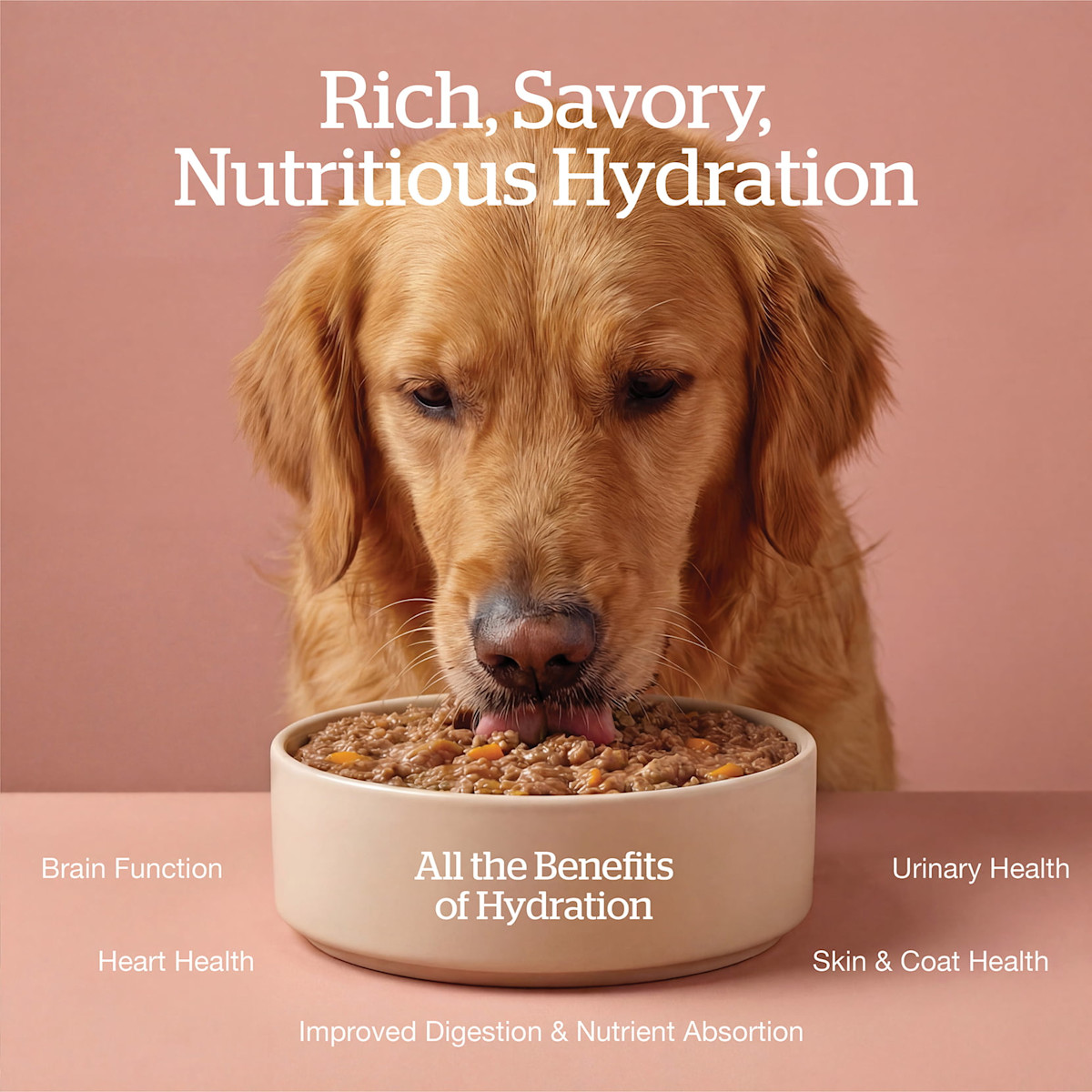 All the benefits of hydration: brain function, heart health, improved digestion and nutrient absorption, skin and coat health, urinary health