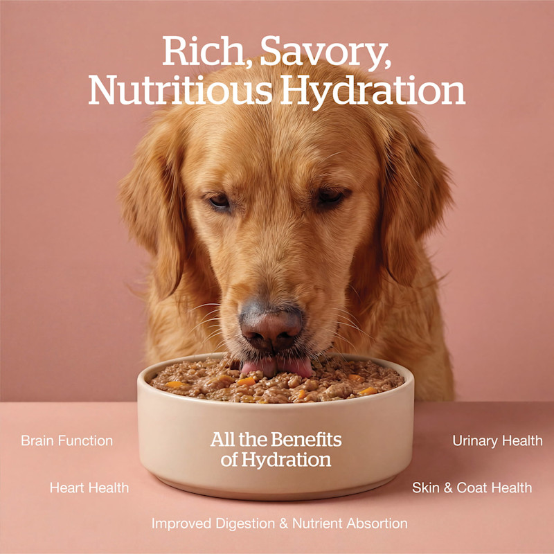 All the benefits of hydration: brain function, heart health, improved digestion and nutrient absorption, skin and coat health, urinary health