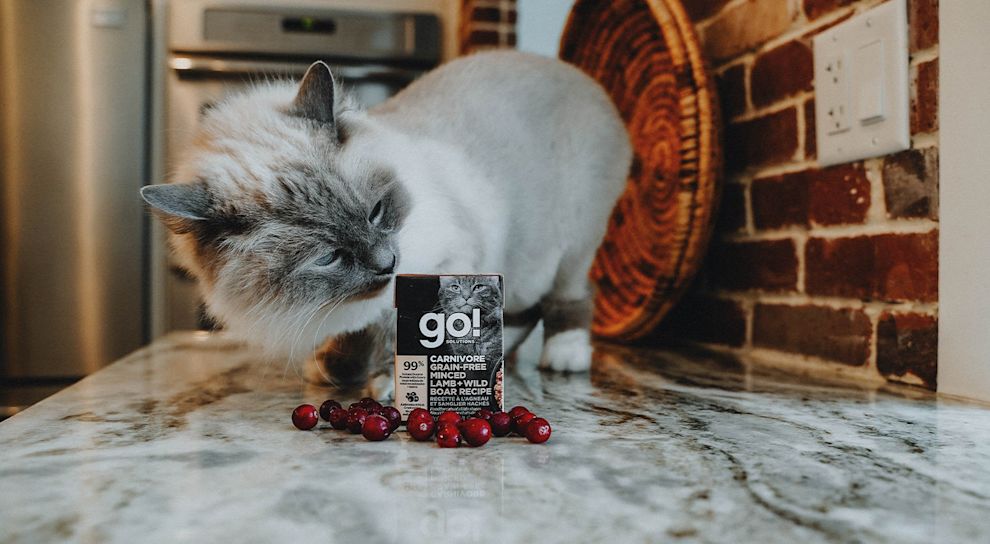Ragdoll cat looking at Tetra Pak sitting on counter with cranberries