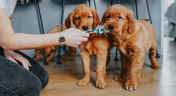 Golden Retriever puppies playing with chew toy