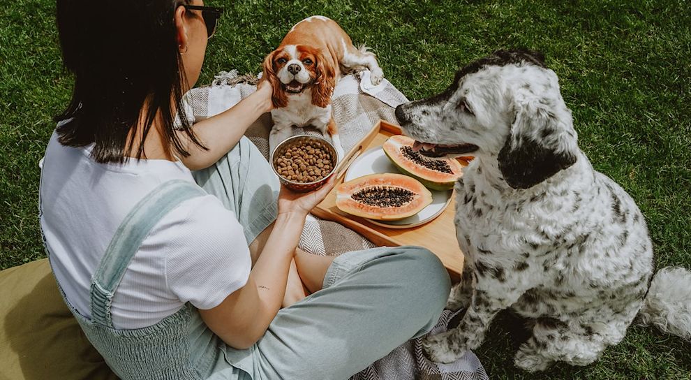 Two dogs and owner having picnic with papaya