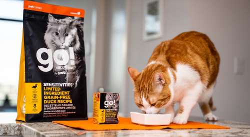 Orange and white cat eating from dish on counter beside GO! SOLUTIONS SENSITIVITIES Limited Ingredient Grain-Free Duck Recipe kibble and wet food