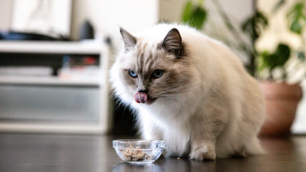GO-SOLUTIONS-Blog-Cat-feeding-on-wet-food-lick-0620