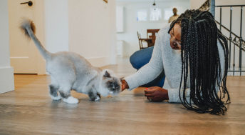 Pet parent petting Ragdoll cat on hardwood floor