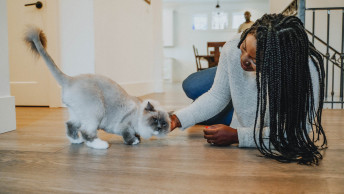 Pet parent petting Ragdoll cat on hardwood floor