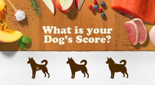 What is your Dog's Score?