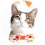 Cat wearing a bow tie