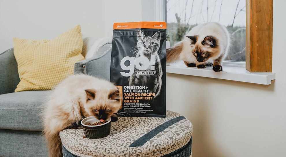 Two ragdoll cats sitting by window in living room eating GO! DIGESTION + GUT HEALTH recipe