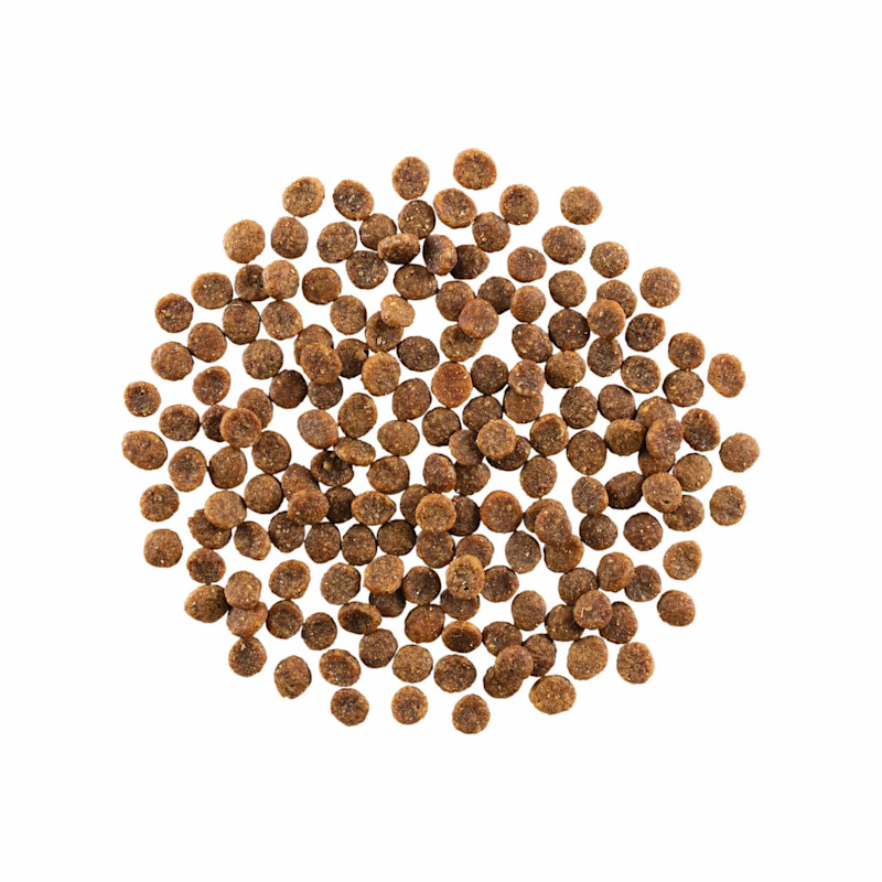 GO! SOLUTIONS SKIN + COAT CARE Grain-Free Salmon Recipe for Cats kibble
