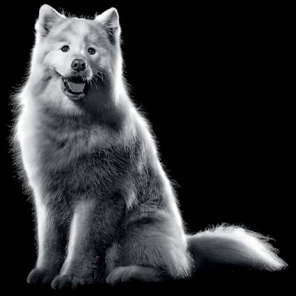 Black and white Samoyed sitting with mouth open