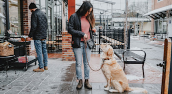Golden Retriever dog sitting on leash in alley with owner