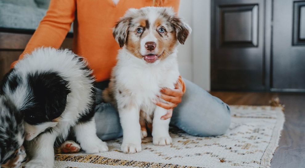 Happy puppy smiling at camera with pet parent and second puppy